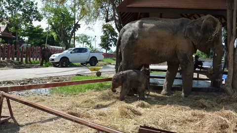 สมาชิกใหม่! แม่ช้างกรุงเก่าตกลูก ตรงตามคชลักษณ์ช้างไทย