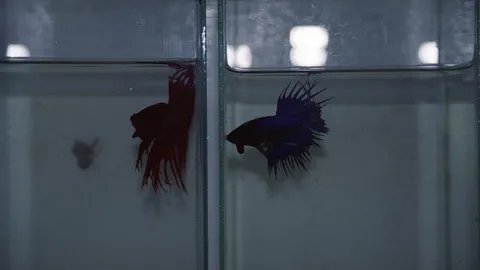 ล้อมจับนักพนันปลากัด วิ่งแตกฮือ ตามรวบได้ 22 คน