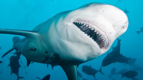 วายร้ายโผล่อีกตัว! ส่อง 7 ข้อน่ารู้ 'Bull Shark' ในทะเลไทย