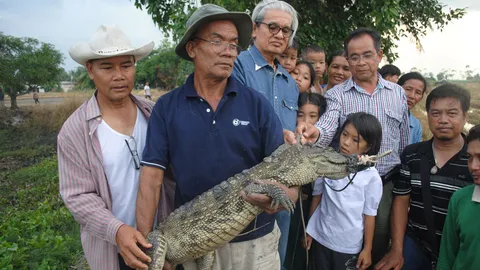 จับได้แล้ว! จระเข้ตัวที่ 7 หลุดจากฟาร์ม จนท.-ชาวบ้าน พบในสระบัวกลางนาข้าว