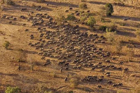 เรื่องที่ไม่เคยรู้! แกะรอยงาช้างเถื่อน