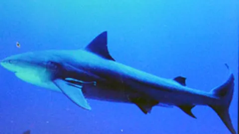 ไม่น่าเป็น 'บูลชาร์ก’ อุปนายกท่องเที่ยวภูเก็ต เชื่อ 'ปลาไหลมอเรย์' กัดแหม่มออสซี่