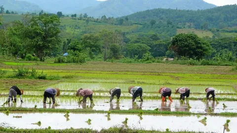 เกษตรไทย...ไปเออีซี เตือนภัยชาวนารายย่อย