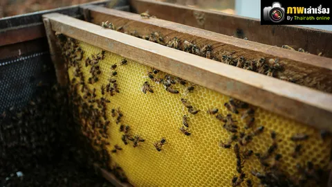 จูบจากธรรมชาติ ความงดงาม ณ อัมพวา 