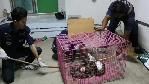 งูหลามเขมือบกระต่ายน้อย! น่าสงสาร รัดตายคากรง 