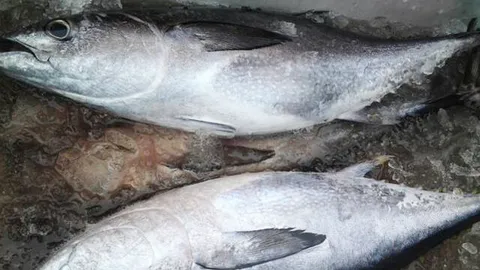 จับ ‘ทูน่า’ ครั้งเดียว 200 กก.! ชี้ทะเลสะพลี สุดสมบูรณ์  