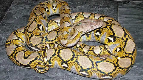 โปรโตซัวขี้งูเหลือม เหยื่อกำจัดหนูชั้นเยี่ยม