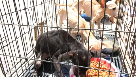 สุดเวทนา! บุกช่วย'หมา-แมว'30 ชีวิต'หิวโซ-กินกันเอง'ในบ้าน ด.ต.