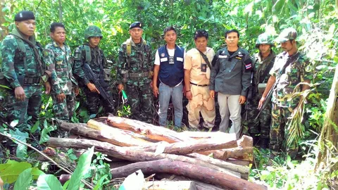 ตรวจยึดไม้พะยูง ซุกกลางป่าศรีสะเกษ ค่า 4.5 ล้านบาท