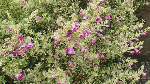 “นีออน” ใบและดอกสวย