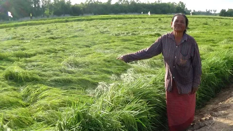 แล้งไปฝนห่าใหญ่มา !! ซัดต้นข้าวล้ม ชาวนาอ่างทองเครียดนอนไม่หลับ