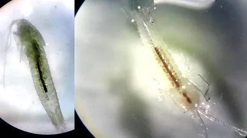 คาด ไทยพบไรน้ำชนิดใหม่ของโลก ถ้ำเพชรตาคลี นครสวรรค์