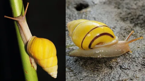 สมเด็จพระเทพ พระราชทานชื่อหอยทากต้นไม้