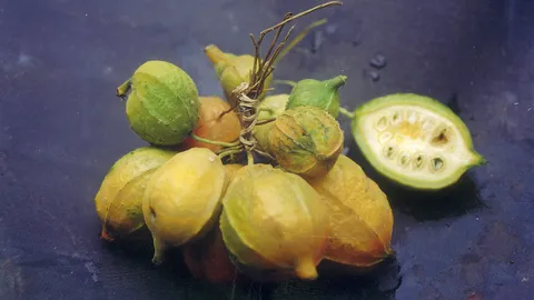 “มะระป่า” เมล็ดกระตุ้นกำหนัด