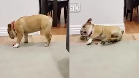 รับประกันความฮา! เมื่อเจ้าบลูด็อกหลับท้าแรงโน้มถ่วง