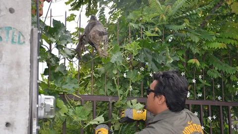 เสียว!! เหล็กเสียบเหมียวแม่ลูกอ่อน โชคร้ายก่อนโชคดี มีสาวรับไปเลี้ยง