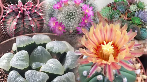 5 สายพันธุ์กระบองเพชรน่ารัก ทางเลือกของคนรักพื้นที่สีเขียวในพื้นที่จำกัด