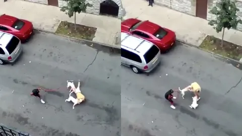 พิทบูลสายโหด! รุมกัดชายมะกัน เอาเป็นเอาตาย เลือดนองเต็มพื้น