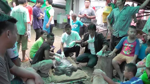 ‘ตะพาบยักษ์’ มาขอให้ช่วย!! กลืนเบ็ดติดคอ คลานเข้าบ้านชาวนา     