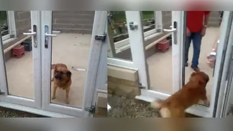 เฮ้ย ออกไปได้ไง! เจอประตูแบบนี้เจ้าหมาก็เงิบได้นะ