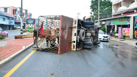 ถนนลื่น! หกล้อบรรทุกวัวพลิกคว่ำ เทกระจาด สาหัส 2 ตัว