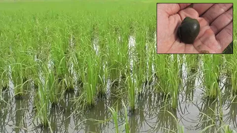 มันมากับฝน หอยเชอรี่!! จอมเขมือบต้นข้าว พบระบาดที่แม่สอด  