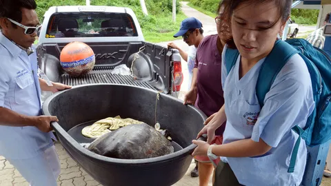 มรสุมกระหน่ำหนัก! ‘เต่าหญ้า’ ป่วย ถูกซัดขึ้นฝั่งภูเก็ต 2 ตัว