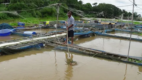 ฝนกระหน่ำต่อเนื่อง ปลากระชังขาดออกชิเจน ลอยตายเกลื่อน