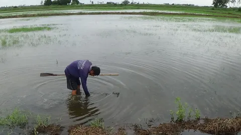 ชาวนาอ่างทองครวญ ฝนถล่มหนัก นาข้าวจมน้ำเสียหาย