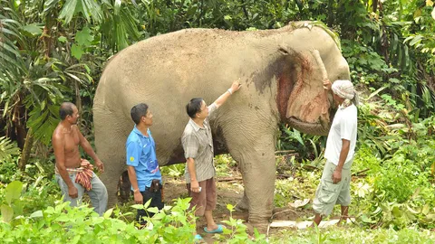 ช้างป่าชุมพร ยกโขลงนับสิบตัว รุมแทงช้างบ้านปางตาย 21 แผล