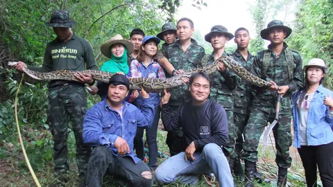 ผวางูยักษ์ จอมเขมือบไก่! ทหารจับได้เป็น ‘บิ๊กหลาม’ ยาวกว่า 4 เมตร