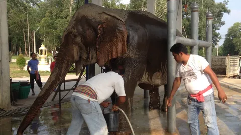 ยังน่าห่วง! พังมณีแผลติดเชื้อ-ร่างกายบอบช้ำ ต้องดูแลใกล้ชิด