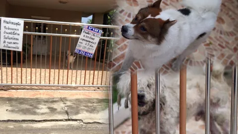 ชาวเน็ตแห่แชร์! สุนัขสองตัว ถูกทิ้งในบ้านหลังโดนธนาคารยึด เพื่อนบ้านเผยเจ้าของเดิมไม่พร้อม