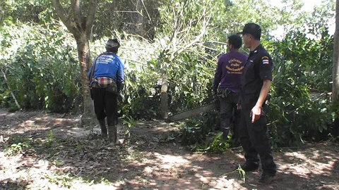 เจ้าของน้ำตาไหล! ถูกจนท.ทวงคืนผืนป่า ตัดต้นยางเหี้ยน  