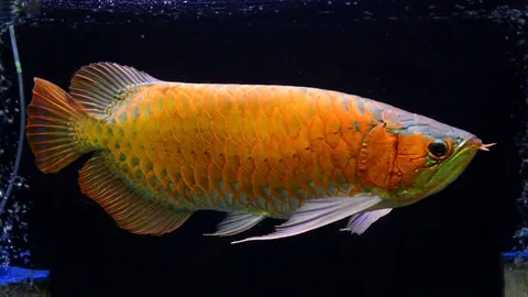 มหัศจรรย์แห่งพันธุ์ปลา