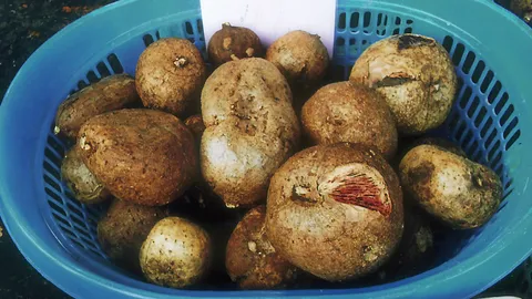 "กวาวเครือขาว" กับ สรรพคุณและข้อห้าม