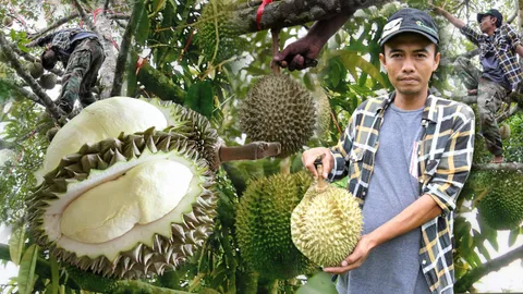 แม่ไม้เซียนทุเรียน เก็งพลาดก็ขาดทุน