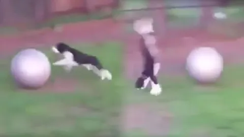 ขำน้ำตาไหล เมื่อเจ้าหมาโชว์ตีลังกากลางอากาศ แบบไม่ตั้งใจ