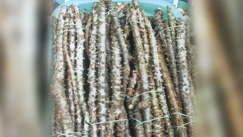 “บอระเพ็ด” บรรเทาปวดไมเกรน