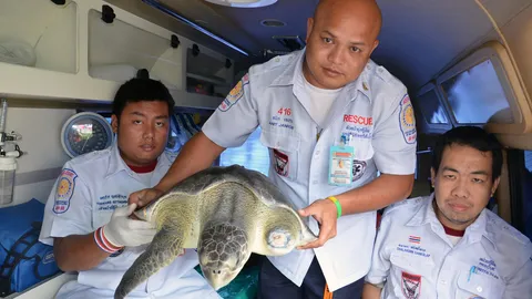 พ่อค้าส้มตำใจบุญไถ่ชีวิตเต่าหญ้าขาขาด หลังชายสูงวัยเสนอขาย 300 บาท