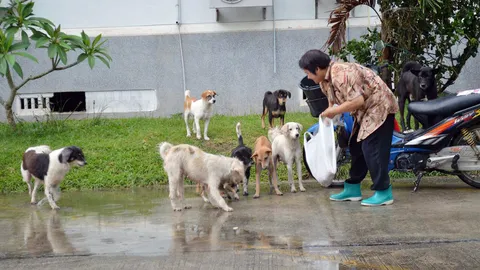 สาวใหญ่ใจบุญ เลี้ยงสุนัขจรจัดกว่า 100 ตัว นานนับ 10 ปี