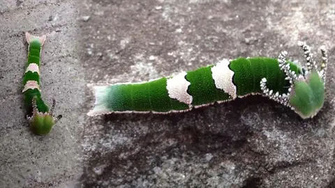 เคยเห็นมั้ย? "หนอนมีเขา” ตัวเป็นหนอน หัวเป็นมังกร (ชมคลิป)