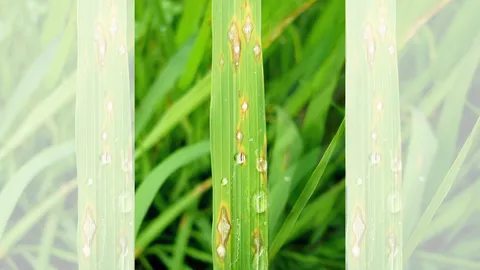 ประกาศภัยพิบัติ โรคไหม้ข้าว 3 อำเภอในพะเยา พื้นที่กว่า 2.5 หมื่นไร่ 