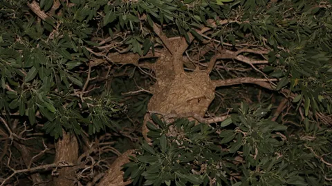 ผวาต่อหัวเสือ! ชาวบางปะกงแจ้งกู้ภัยกำจัด 2 รัง ต่อยคนสัญจรผ่านทุกวัน