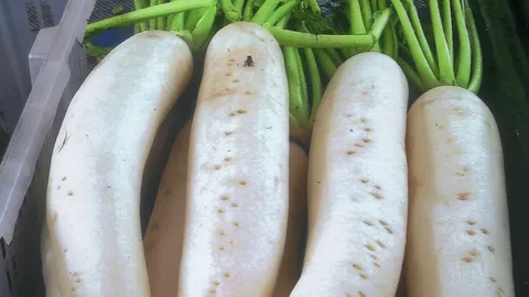 “หัวผักกาด” แหล่งวิตามินซีที่ไม่เปรี้ยว