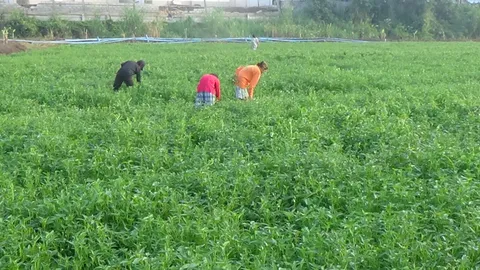 ฝนสร้างรายได้! ชาวอ่างทอง เก็บผักบุ้งในนากว่า 10 ไร่ ขายเลี้ยงชีพ