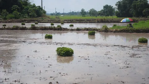 หนีแล้ง! เปลี่ยนนาข้าวเป็นนาผักบุ้ง รายได้ดีกว่าเกือบเท่าตัว