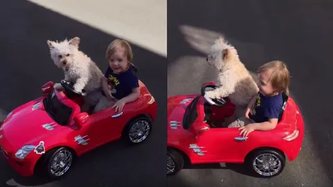 เกาะแน่นๆ นะ! เจ้าตูบสวมบทโชเฟอร์ ขับรถพาหนูน้อยออกซิ่ง (ชมคลิป)