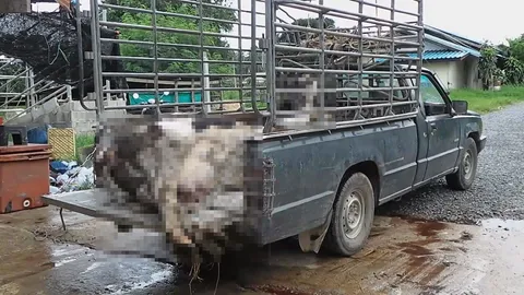 'วัวนม' ตายเกลื่อน ปศุสัตว์ฯ พบเชื้อราในลำไส้ สั่งห้ามวัวกิน 'กากมัน'