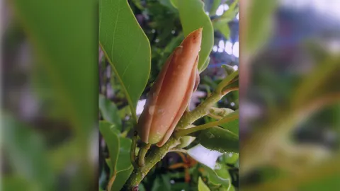 "จำปาสีทอง" ใหญ่สวยหอมแรง